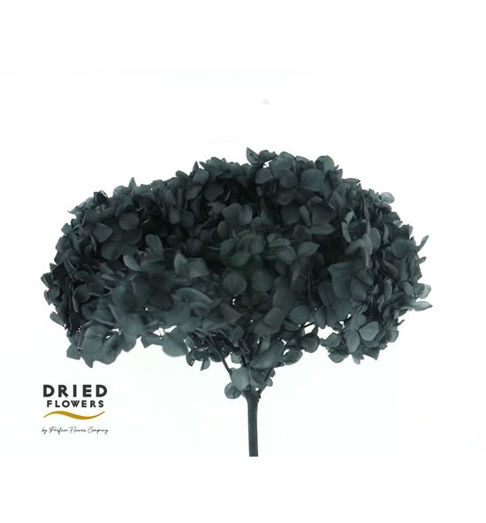 Dried hortensia preservada negra - DRIHORPRENEG