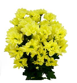 Marg hol. kennedy cream - MHKENCRE