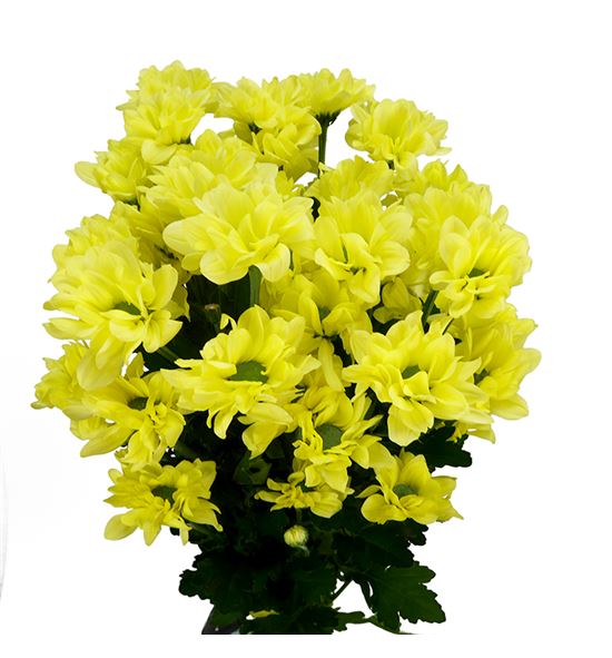 Marg hol. kennedy cream - MHKENCRE