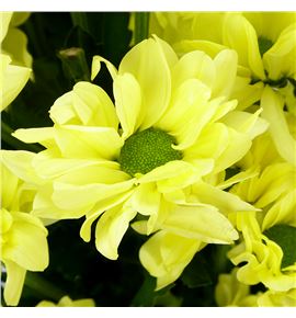 Marg hol. kennedy cream - MHKENCRE