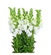 Antirrino opus white 80 - ANTOPUWHI