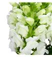 Antirrino opus white 80 - ANTOPUWHI1