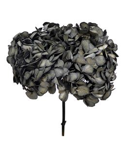 Hortensia preservada black 02 - HORPREBLA02