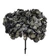 Hortensia preservada black 02 - HORPREBLA02