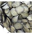Hortensia preservada black 02 - HORPREBLA021