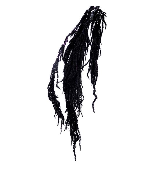 Amaranthus caudatus preservado negro - AMACAUPRENEG