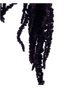 Amaranthus caudatus preservado negro - AMACAUPRENEG