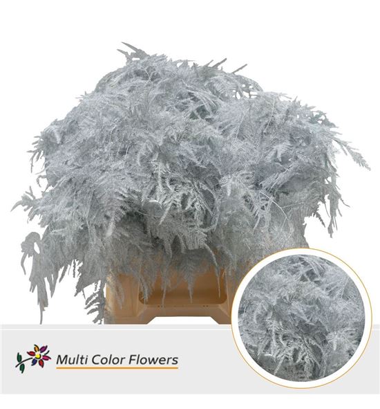 Esparraguera plumosa blanca 65 - ESPPLUBLA