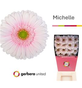 Gerbera michelle 50 x15 - GERMIC5015