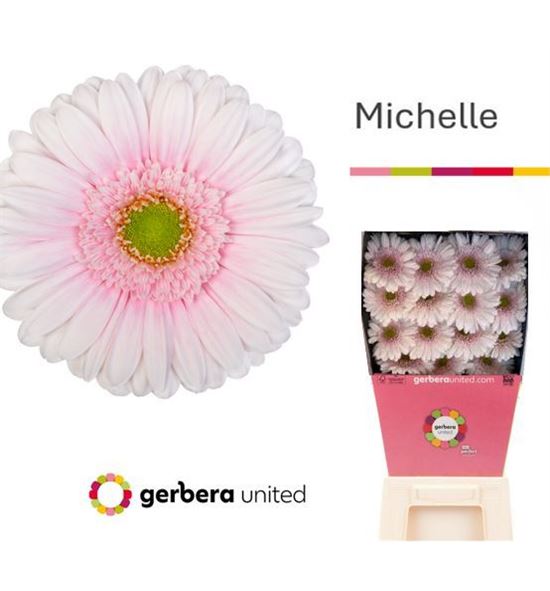 Gerbera michelle 50 x15 - GERMIC5015