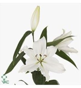 Lili oriental hol ariosto 95 - LOHARI