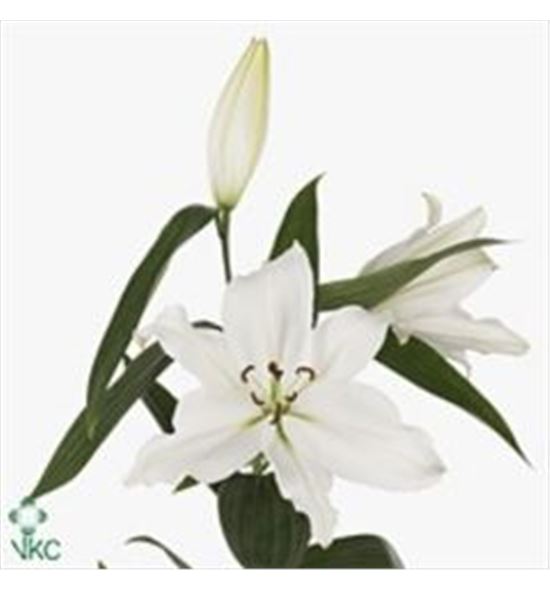 Lili oriental hol ariosto 95 - LOHARI