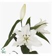 Lili oriental hol ariosto 95 - LOHARI