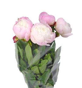 Paeonia gardenia x5 55 - PAEGAR