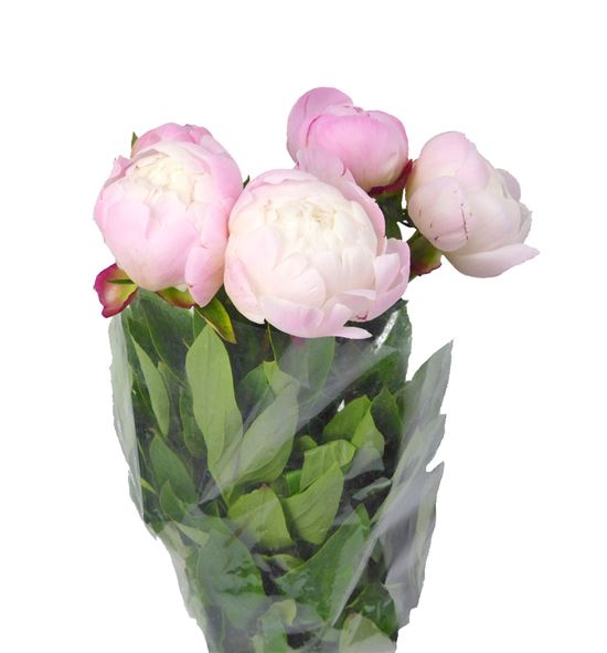 Paeonia gardenia x5 55 - PAEGAR