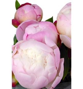 Paeonia gardenia x5 55 - PAEGAR