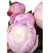 Paeonia gardenia x5 55 - PAEGAR1