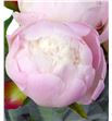 Paeonia gardenia x5 55 - PAEGAR2