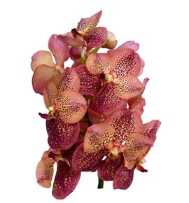 Vanda leopard coral x16 - VANLEOCOR