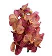 Vanda leopard coral x16 - VANLEOCOR