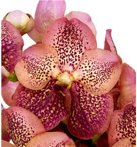 Vanda leopard coral x16 - VANLEOCOR