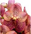 Vanda leopard coral x16 - VANLEOCOR1