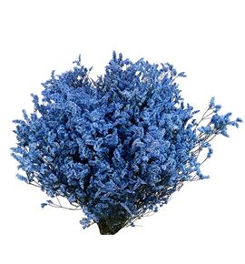 Limonium chino teñido azul - LIMCHITENAZU
