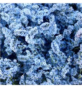 Limonium chino teñido azul - LIMCHITENAZU