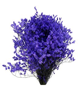 Limonium chino teñido morado - LIMCHITENMOR
