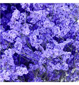 Limonium chino teñido morado - LIMCHITENMOR