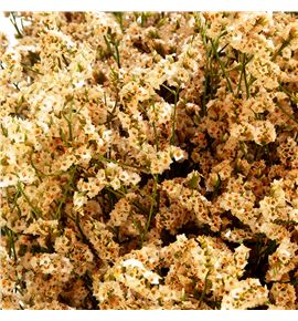 Limonium chino teñido salmon - LIMCHITENSAL