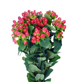 Hypericum tomato flair 50 - HYPTOMFLA