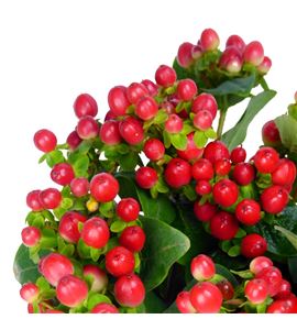 Hypericum tomato flair 50 - HYPTOMFLA