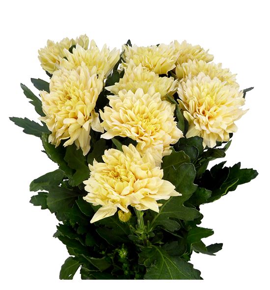 Cr kalimba salmon 70 - CRGKALSAL