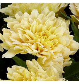 Cr kalimba salmon 70 - CRGKALSAL