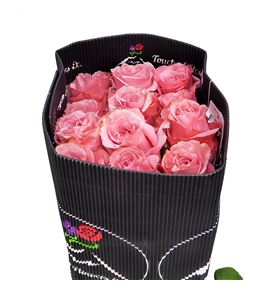 Rosa ecu be sweet 60 - REBESWE