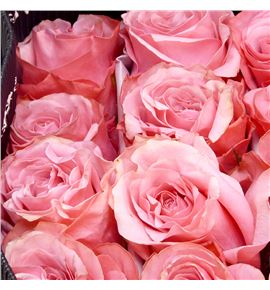 Rosa ecu be sweet 60 - REBESWE
