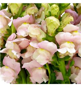 Antirrino potomac pink 75 - ANTANTPIN