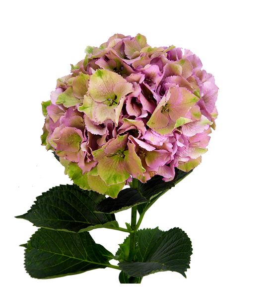 Hydr royal palace rosa classic 80 - HYDROYPALROSC