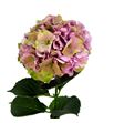 Hydr royal palace rosa classic 80 - HYDROYPALROSC