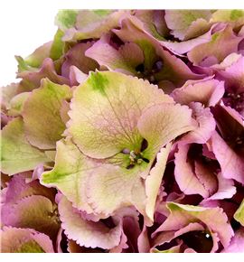 Hydr royal palace rosa classic 80 - HYDROYPALROSC Hydr royal palace rosa classic 80 - HYDROYPALROSC