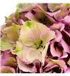 Hydr royal palace rosa classic 80 - HYDROYPALROSC1