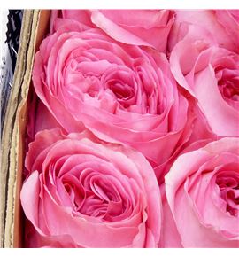 Rosa ecu pink xpression 60 - RCPINXPR