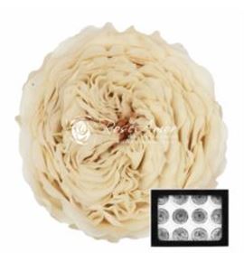 Rosa preservada amelia white 04 12 unid - ROSPREAMEWHI04