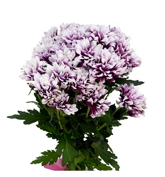 Marg hol quantum - MHQUA