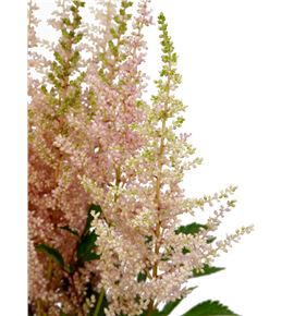 Astilbe jap avalanche 70 - ASTJAPAVA