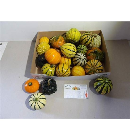 Calabaza cucurbuta pepo x25 - CALCUCPEPMIX25