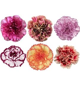 Clavel fancy novedades - CLACOLBIC