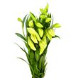 Longiflorum 1flor - LONG