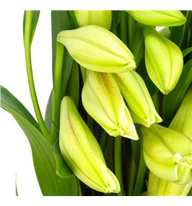 Longiflorum 1flor - LONG